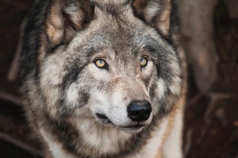 Der Wolfshund geht um! Kann er hier bei uns überleben?