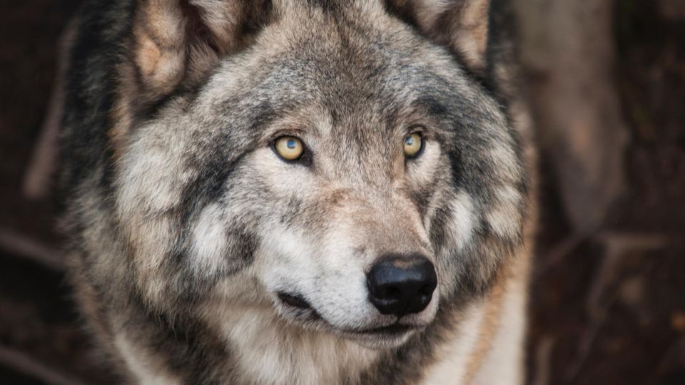 Der Wolfshund geht um! Kann er hier bei uns überleben?