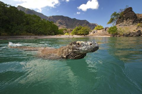 Komodowaran (Varanus komodoensis) schwimmt nah am Strand