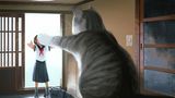 Eine große Katze begrüßt einen kleinen Menschen