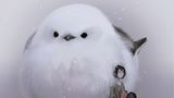 Ein flauschiger Vogel