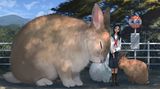 Ein großer Hase und zwei immer noch nicht kleine Hasen kuscheln eine junge Dame