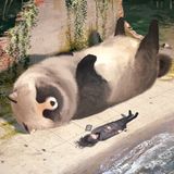 Ein riesiger Waschbär und ein deutlich kleinerer Mensch ruhen sich auf dieser Zeichnung aus