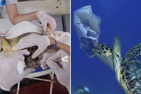 Verschmutzung des Meeres führt zu Schildkrötensterben