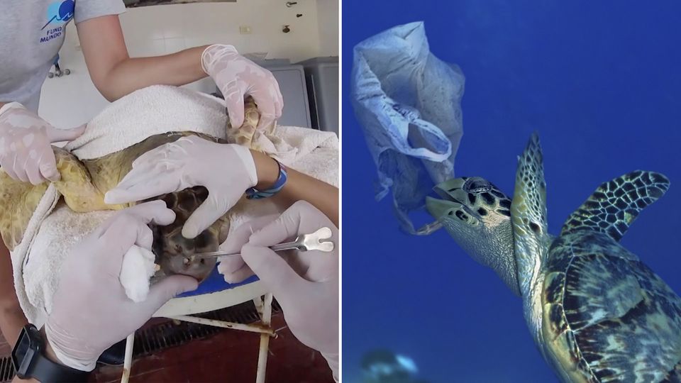 Verschmutzung des Meeres führt zu Schildkrötensterben