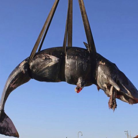 Auf Sardinien haben Meeresforscher 22 Kilogramm Plastik im Magen eines toten Wals entdeckt.