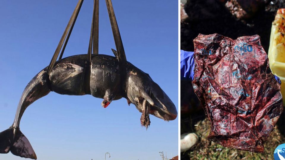 Auf Sardinien haben Meeresforscher 22 Kilogramm Plastik im Magen eines toten Wals entdeckt.