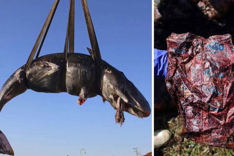 Auf Sardinien haben Meeresforscher 22 Kilogramm Plastik im Magen eines toten Wals entdeckt.