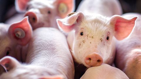  Ferkel stehen in einer Box in einer Schweinezuchtanlage.