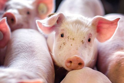  Ferkel stehen in einer Box in einer Schweinezuchtanlage.