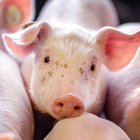  Ferkel stehen in einer Box in einer Schweinezuchtanlage.