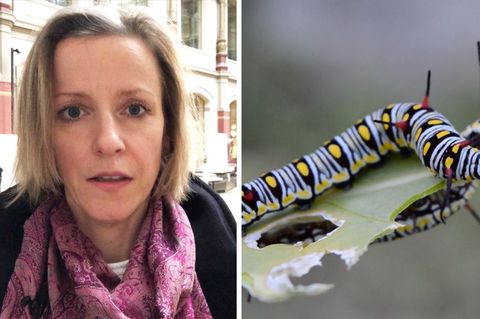 Tag der Insekten: stern-Redakteurin Nicole Heißmann sucht nach Antworten