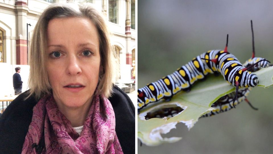 Umdenken in der Landwirtschaft: Tag der Insekten: stern-Redakteurin Nicole Heißmann sucht nach Antworten Tag der Insekten: stern-Redakteurin Nicole Heißmann sucht nach Antworten