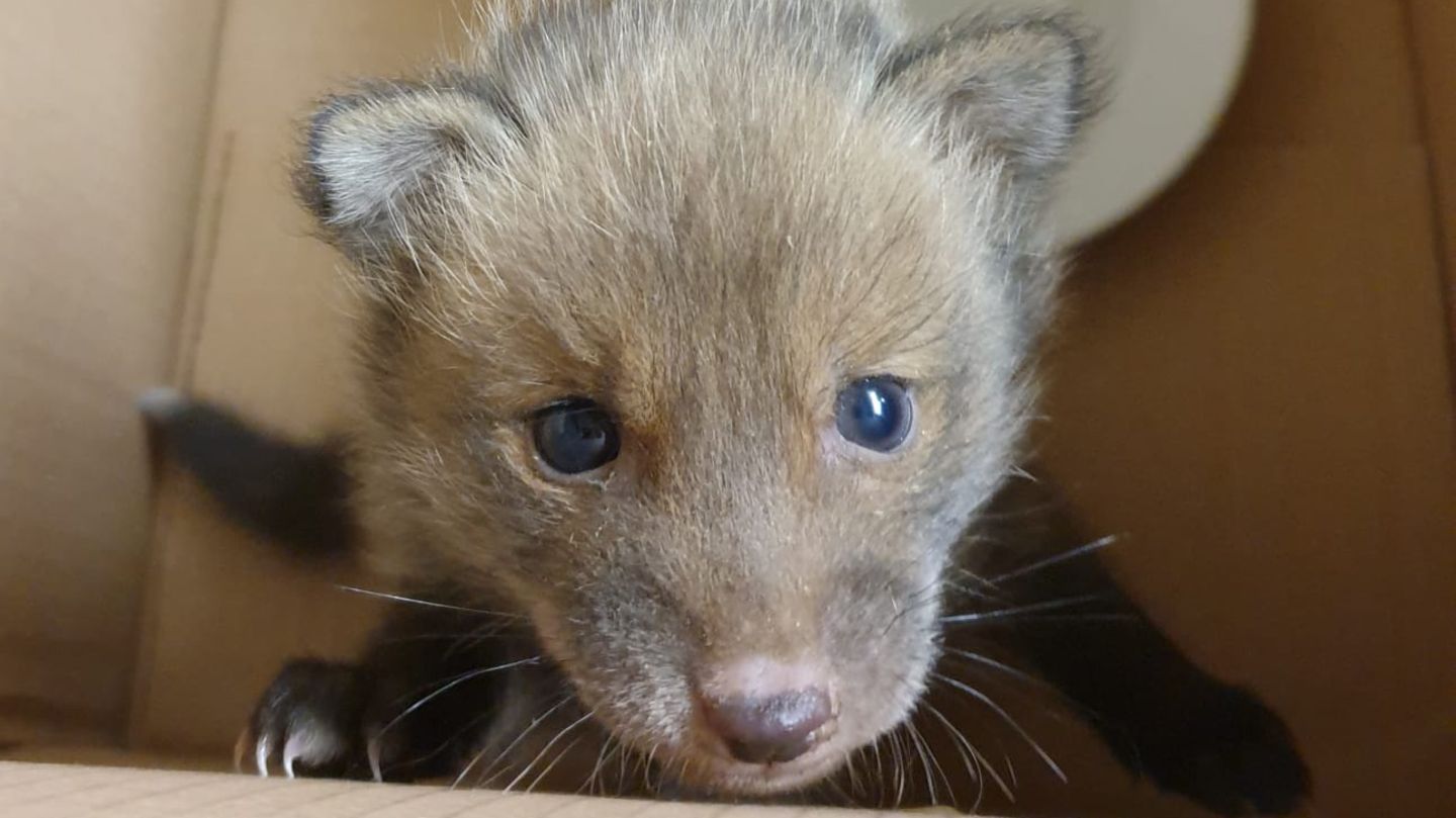 Der kleine Babyfuchs Ian nach seiner Rettung