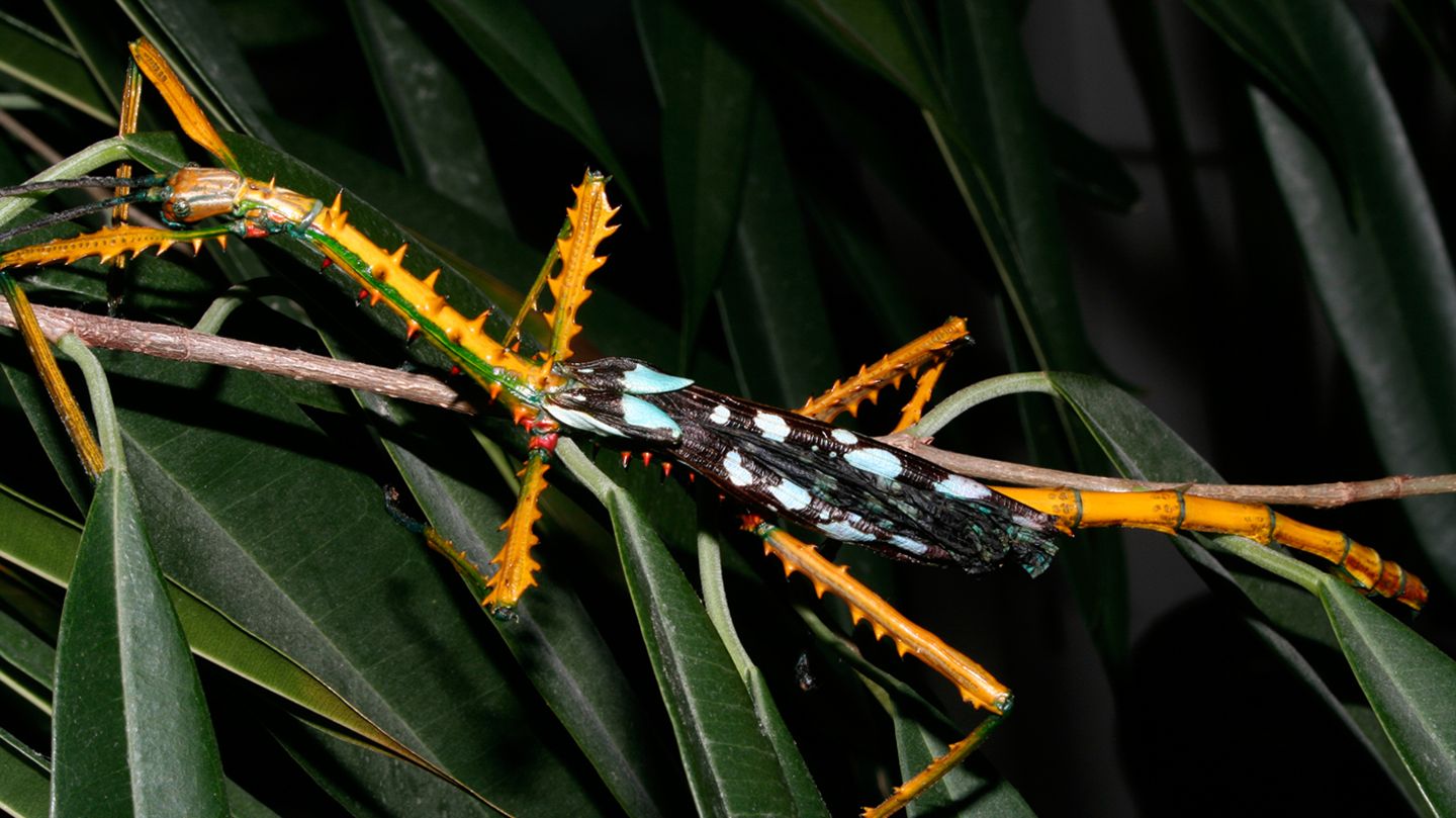 Madagaskar: Neue Art einer Riesenstabschrecke entdeckt