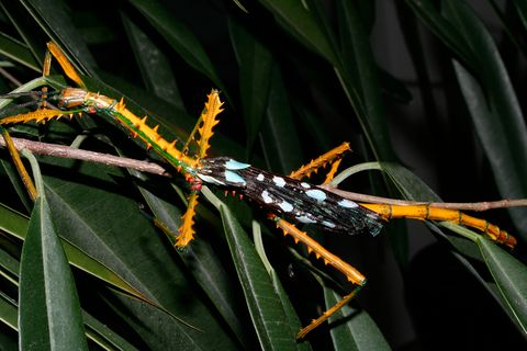 Madagaskar: Neue Art einer Riesenstabschrecke entdeckt