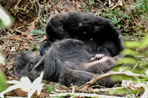 Ruanda: Gorillakind nimmt Abschied von toter Mutter