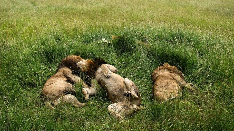 Pappsatt. Drei Löwen beim Verdauungsschläfchen in Kenias Steppe, nachdem sie ein Gnu verspeist haben.