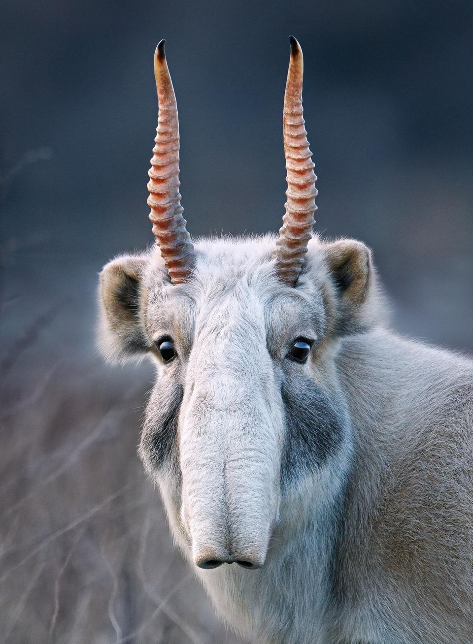 Netflix-Produktion: Blickfang. Eine männliche Saiga-Antilope in Kasachstan. Einst fast ausgerottet, wächst der Bestand der Tiere wieder. Blickfang. Eine männliche Saiga-Antilope in Kasachstan. Einst fast ausgerottet, wächst der Bestand der Tiere wieder.