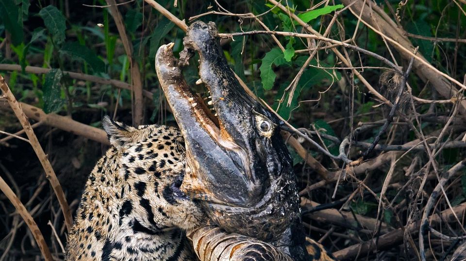 Revierkämpfer. Im brasilianischen Dschungel tötet ein Jaguarweibchen einen riesigen Kaiman.