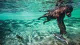 Netflix-Doku"Unser Planet": Gespräch mit Tierfilmer David Attenborough