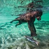 Netflix-Doku"Unser Planet": Gespräch mit Tierfilmer David Attenborough