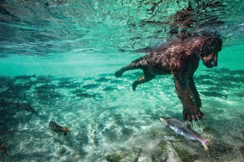 Netflix-Doku"Unser Planet": Gespräch mit Tierfilmer David Attenborough