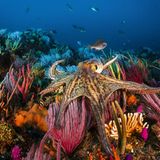 Schillernd. Ein Oktopus im bunten Korallenriff von Algoa Bay, nahe Port Elizabeth in Südafrika.