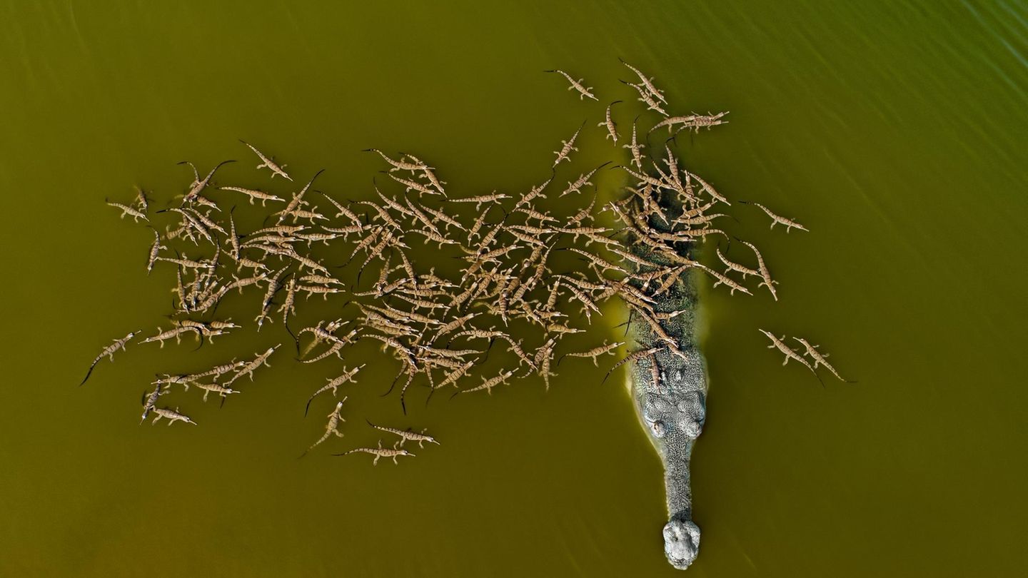 Aufzucht. Ein männliches Gavial-Krokodil bewacht die Brut von acht Weibchen im indischen Fluss Chambal.