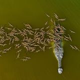 Aufzucht. Ein männliches Gavial-Krokodil bewacht die Brut von acht Weibchen im indischen Fluss Chambal.