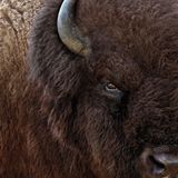 Kraftvoll. Ein männlicher Bison in der Prärie von Minnesota.