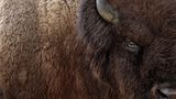 Kraftvoll. Ein männlicher Bison in der Prärie von Minnesota.