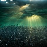 Massenhaft. Ein Schwarm Sardellen an der Oberfläche des Pazifiks. Der Bestand schwankt stark übers Jahr.