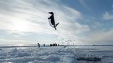 Sprunghaft. Ein Adélie-Pinguin schießt aus dem Wasser und entkommt so hungrigen Seeleoparden.