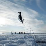 Sprunghaft. Ein Adélie-Pinguin schießt aus dem Wasser und entkommt so hungrigen Seeleoparden.