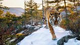 Königlich. Ein sibirischer Tiger streift durchs Sichtet-Alin-Gebirge im Osten Russlands.