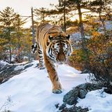 Königlich. Ein sibirischer Tiger streift durchs Sichtet-Alin-Gebirge im Osten Russlands.