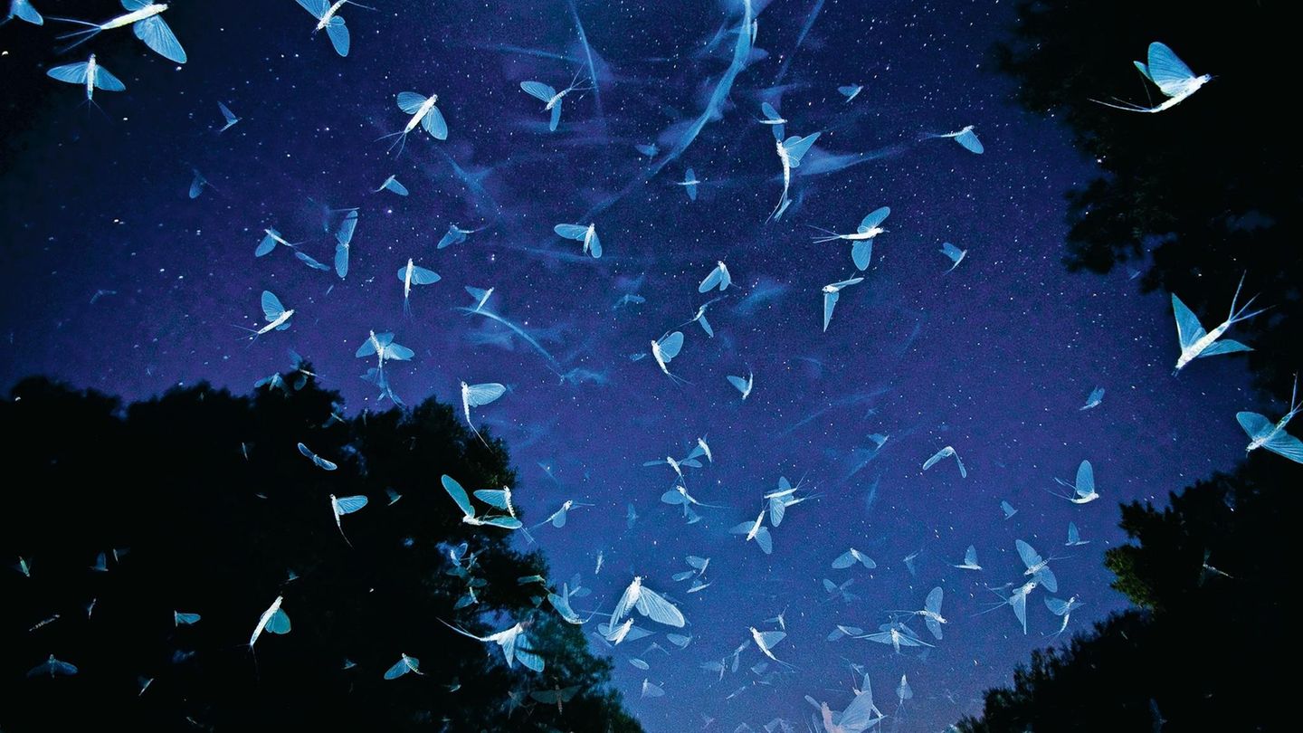Flatterhaft. Eintagsfliegen in der Abenddämmerung über der Raab in Ungarn.