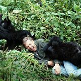 Spielerisch. Attenboroughs Lieblingsfoto mit den Berggorillas in Ruanda aus dem Jahr 1979.