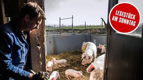 Tierquälerei: Noch immer werden Ferkel ohne Betäubung kastriert