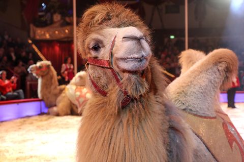 Fatamorgana Kamelshow von Shirin & Alexis bei der Premiere vom 3. Winterprogramm 2019 des Circus Krone im Kronebau