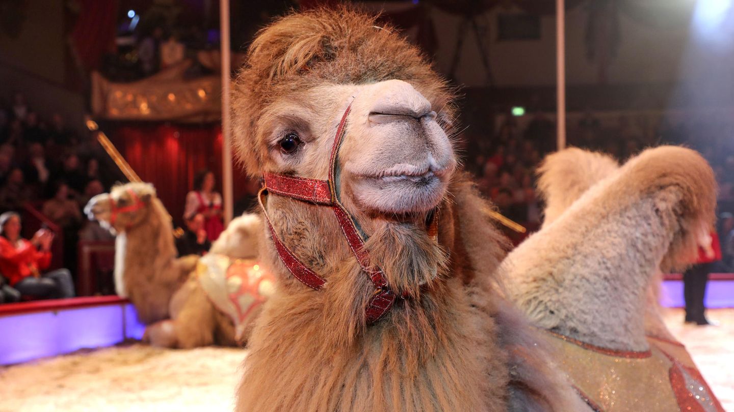 Fatamorgana Kamelshow von Shirin & Alexis bei der Premiere vom 3. Winterprogramm 2019 des Circus Krone im Kronebau