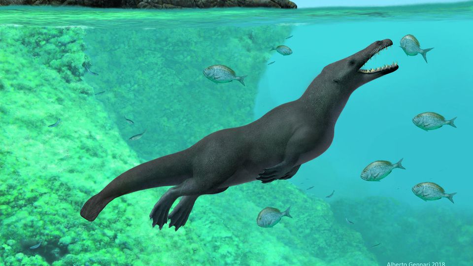 Eine Rekonstruktion zeigt, wie der Ur-Wal ausgesehen haben könnte 