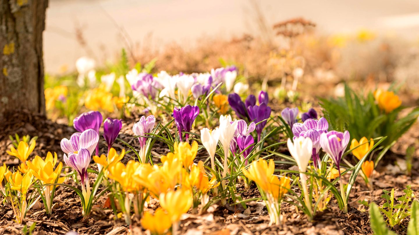 Frühling in Deutschland