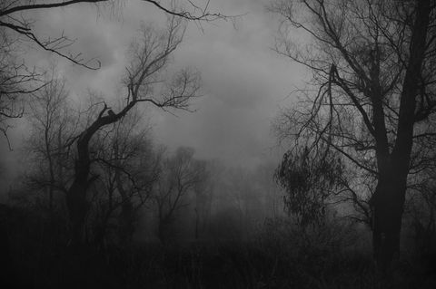 Reddit: Dunkler Wald