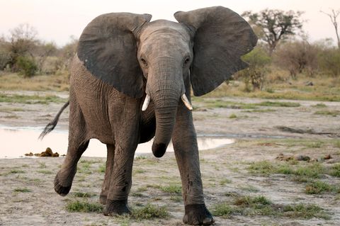 Ein afrikanischer Elefant greift an