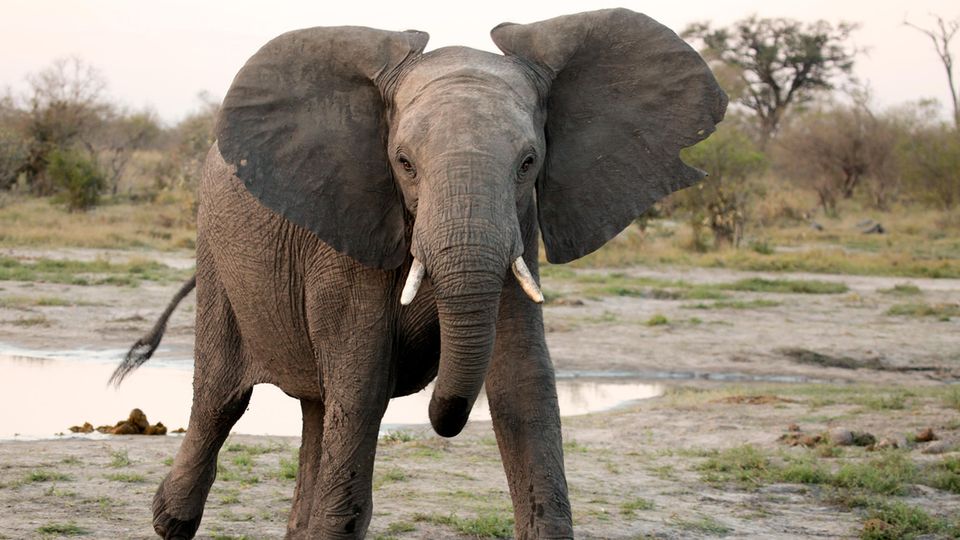 Ein afrikanischer Elefant greift an