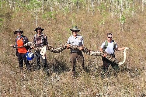 Vier Forscher heben einen mehr als fünf Meter langen und 63 Kilogramm schweren Riesenpython