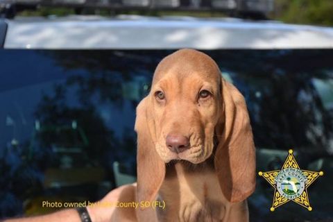 Bloodhound Rommel vor seinem Dienstantritt