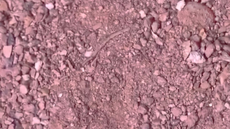 Vergrabene Spinne im Sand Vergrabene Spinne im Sand
